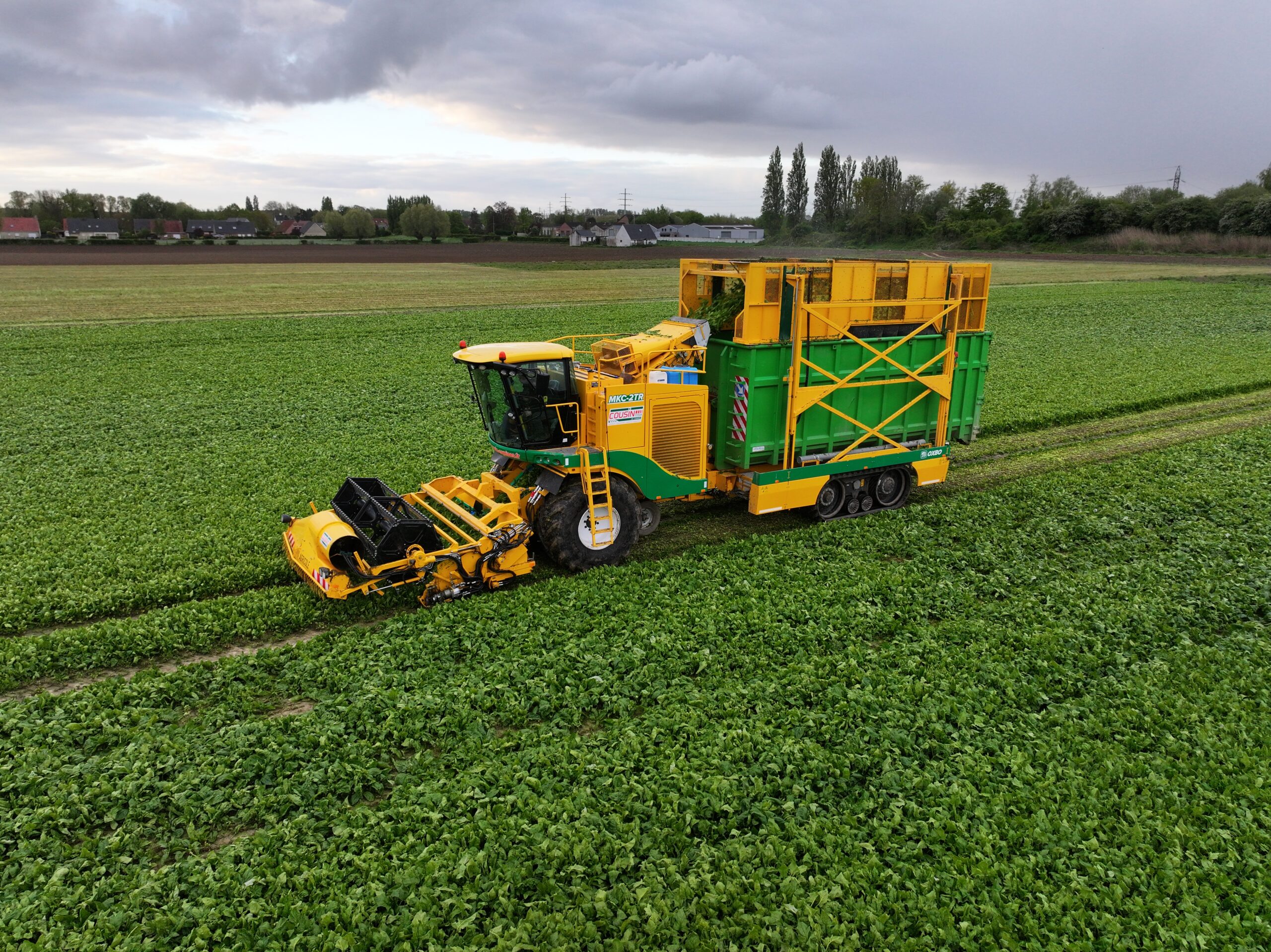 Oxbo MKC spinach harvester in the field