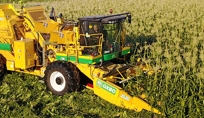 3000 Series Corn Head | Oxbo