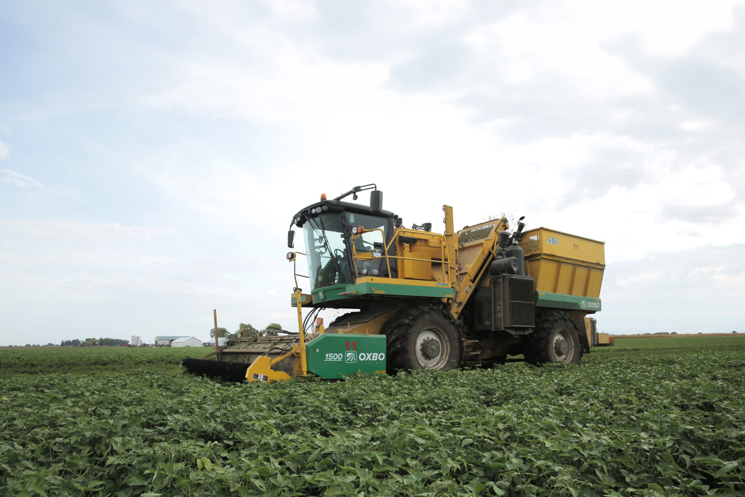 Oxbo 2570 harvesting green beans in the field