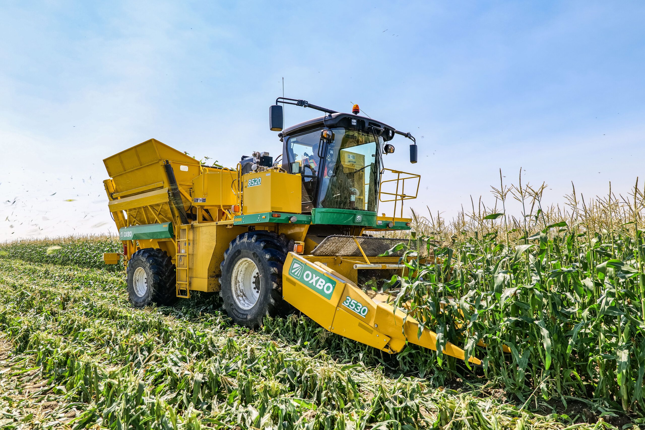 The Oxbo 8520 seed corn harvester in the field