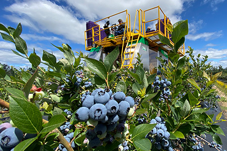 7440 Berry Harvester | Oxbo