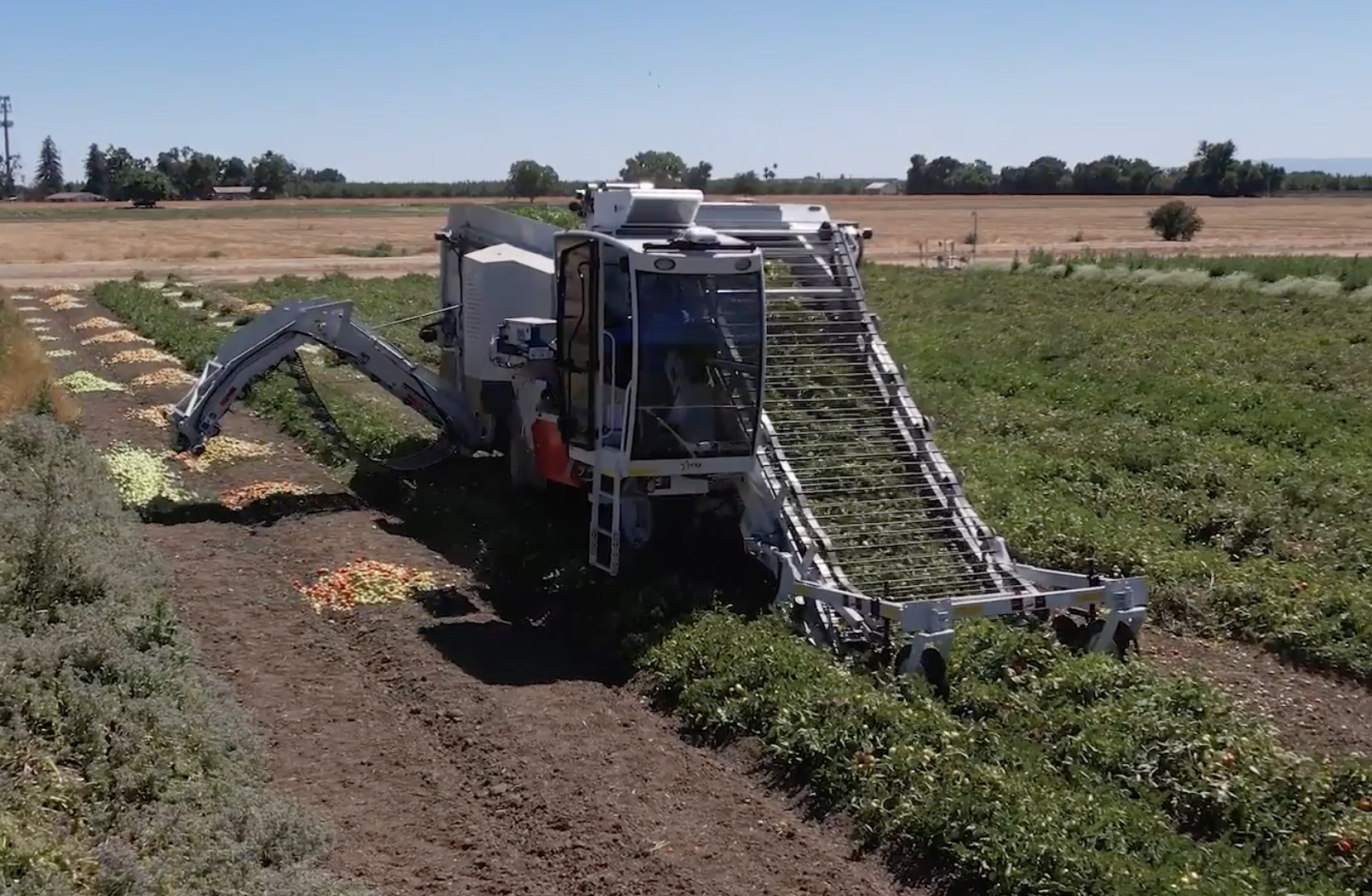 Star Tomato Harvester | Oxbo