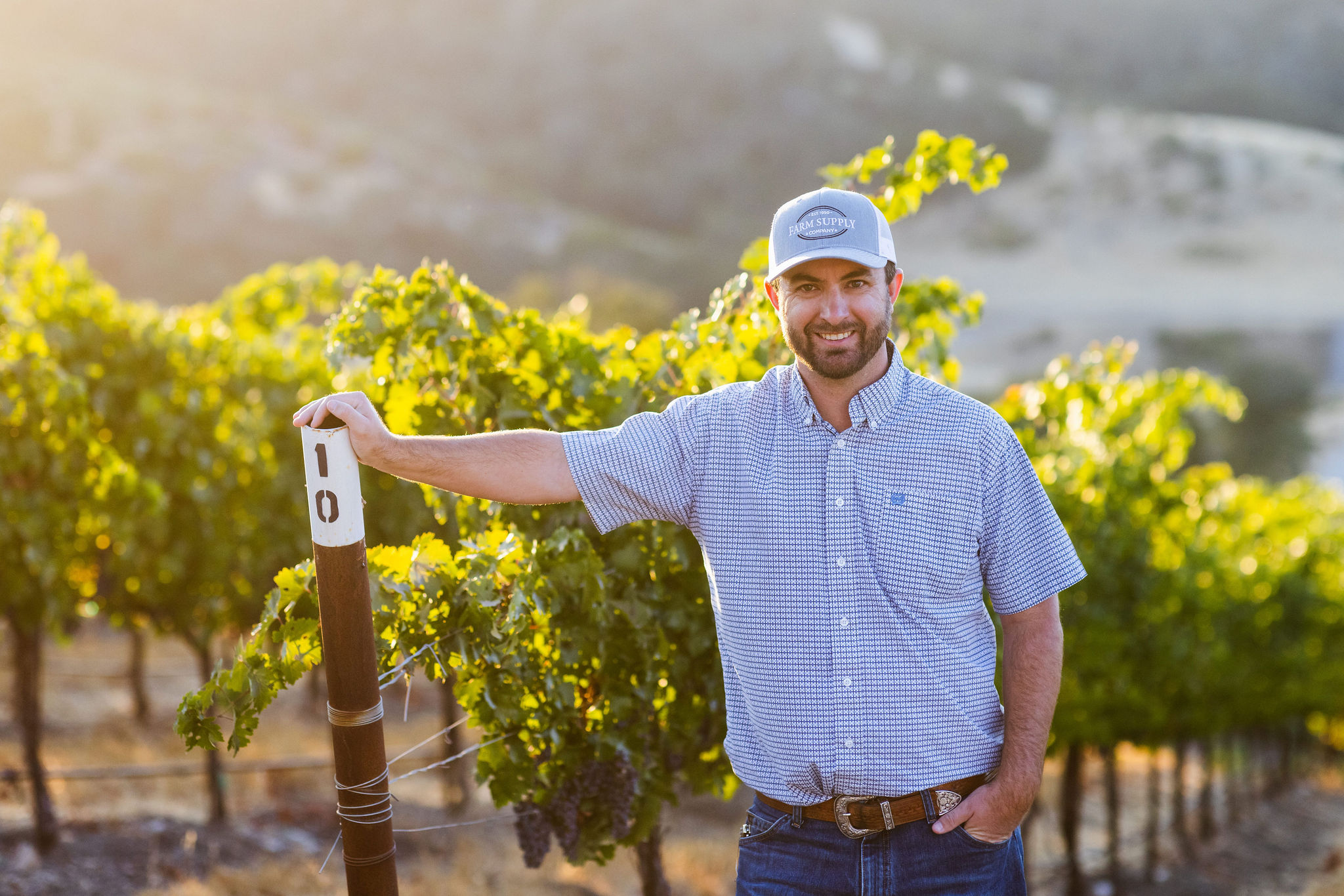 Vineyard Harvesting