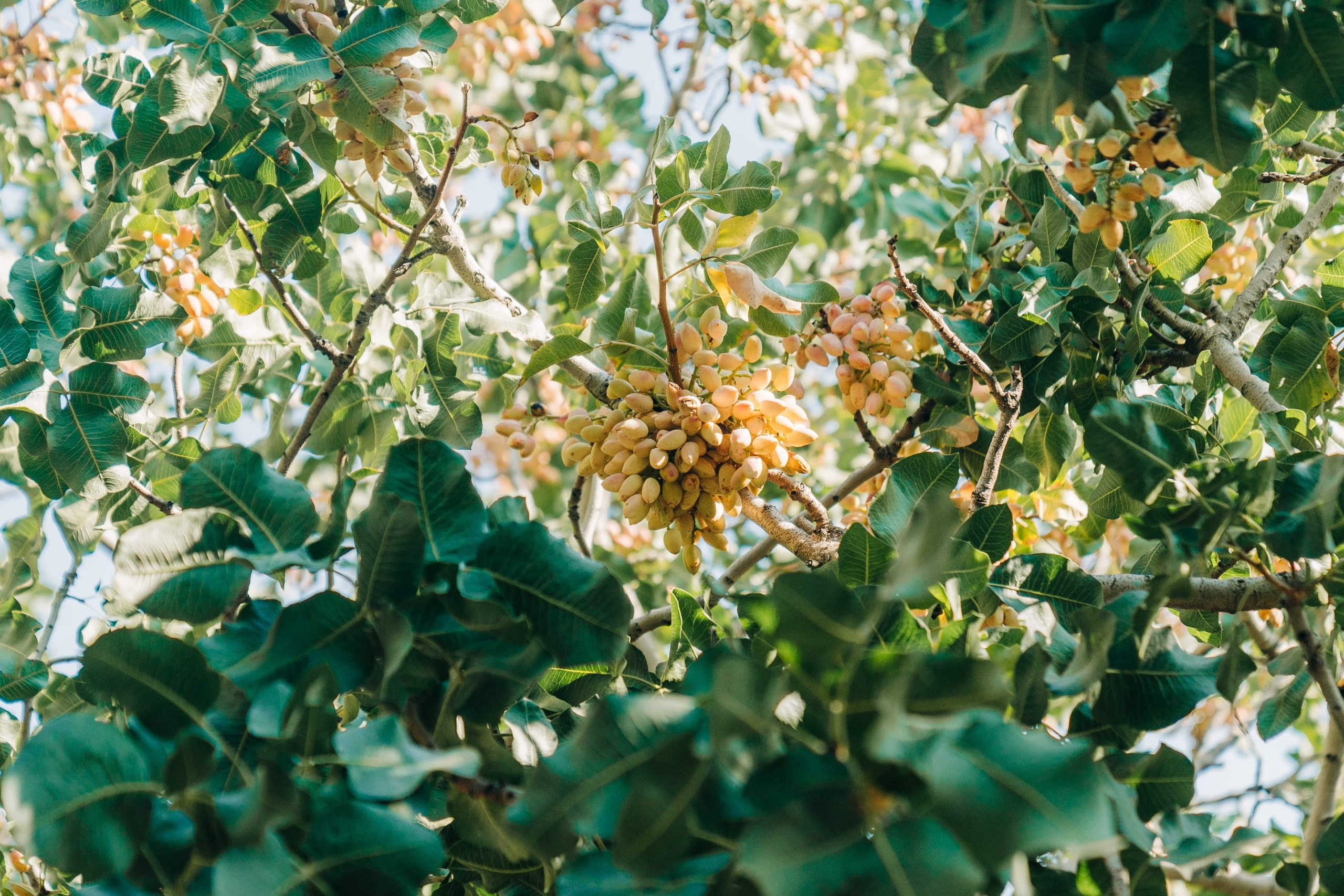 Improving Pistachio Removal for Larger Trees 