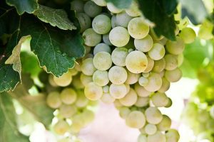 Grapes & Olives