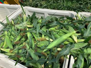 Sweet Corn