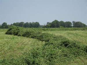 Forage