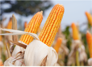 Seed Corn