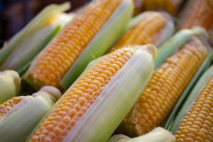 Seed Corn